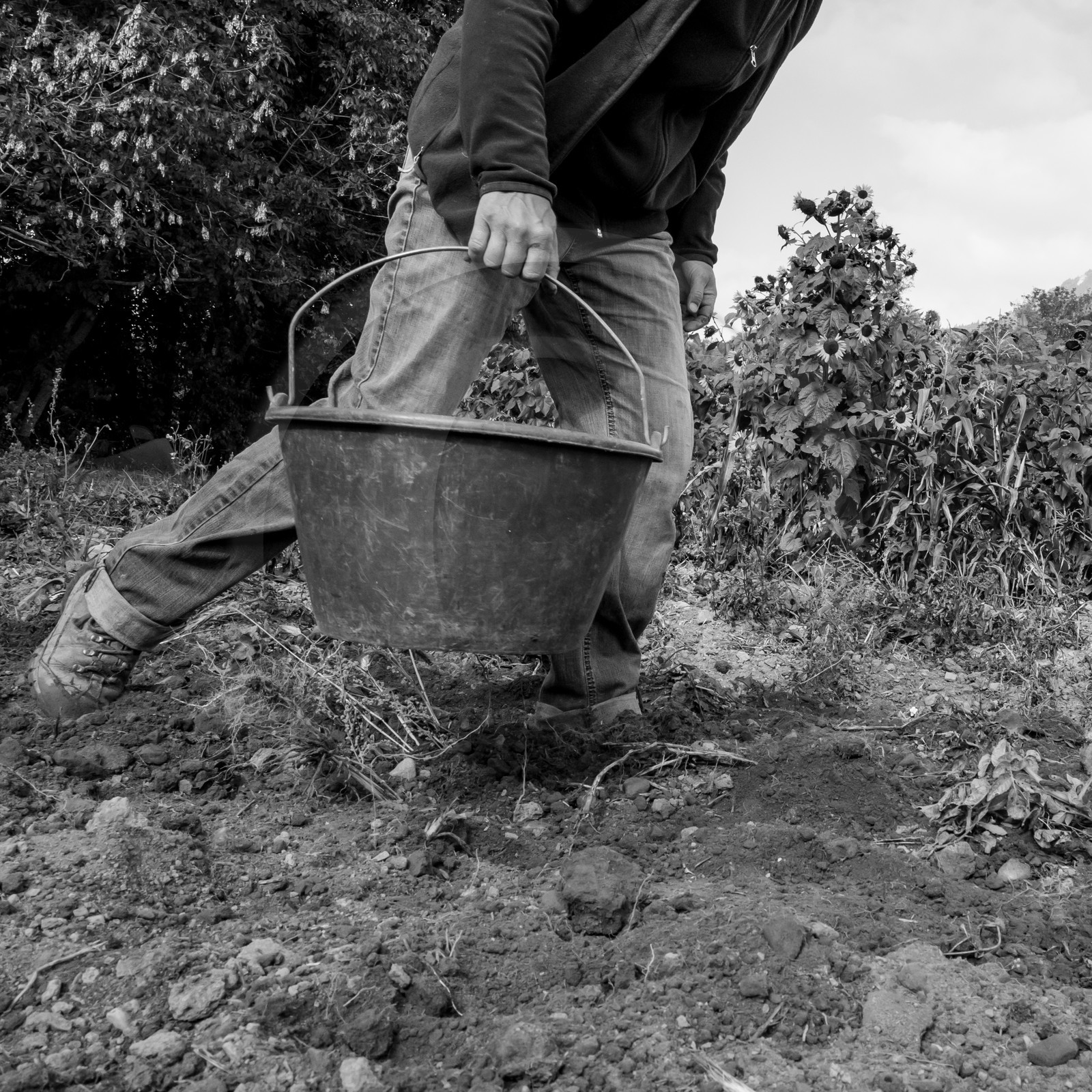 La récolte des pommes de terre avec un cheval