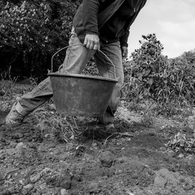 La récolte des pommes de terre avec un cheval
