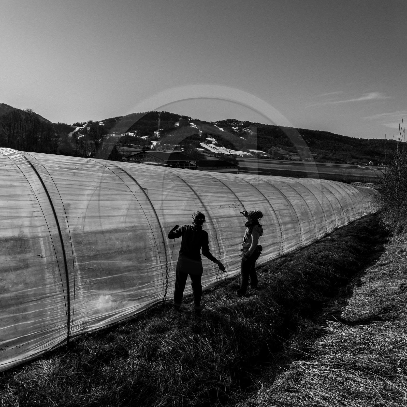 Montage de serres tunnel