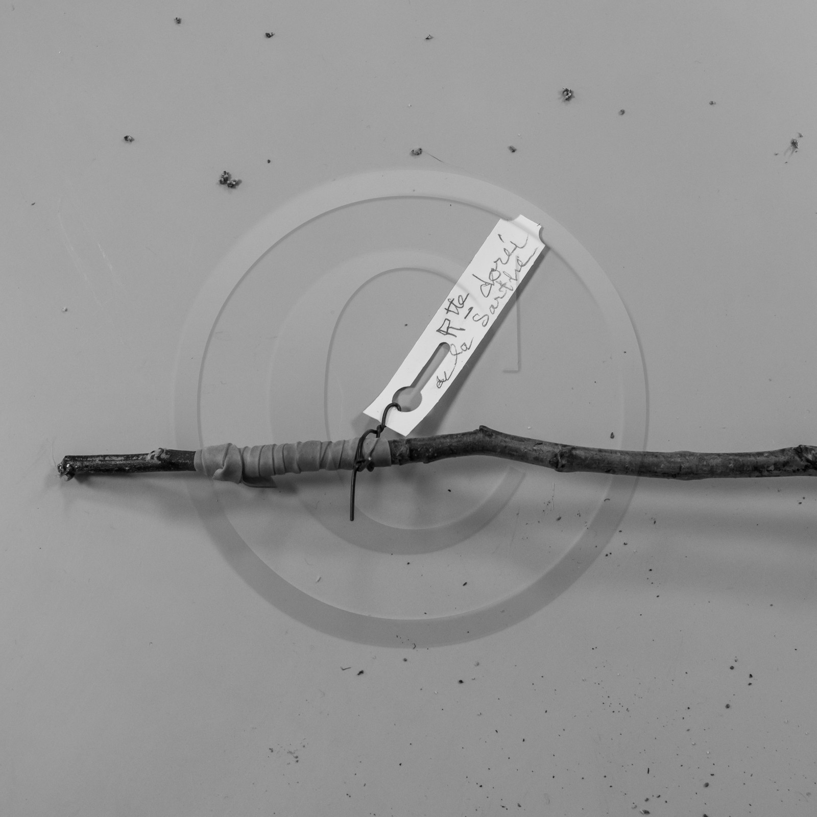 03 avril 2019 : Initiation à la greffe d'arbres fruitiers