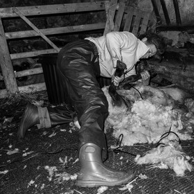 La tonte des moutons