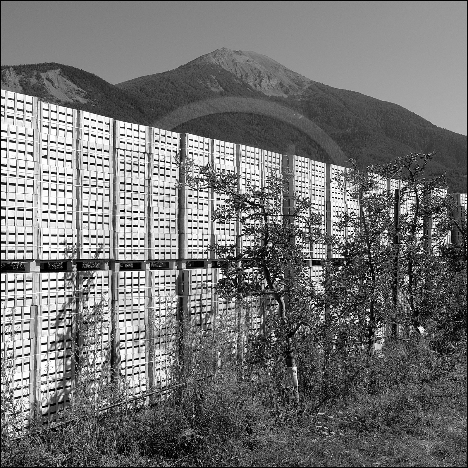 La récolte des pommes