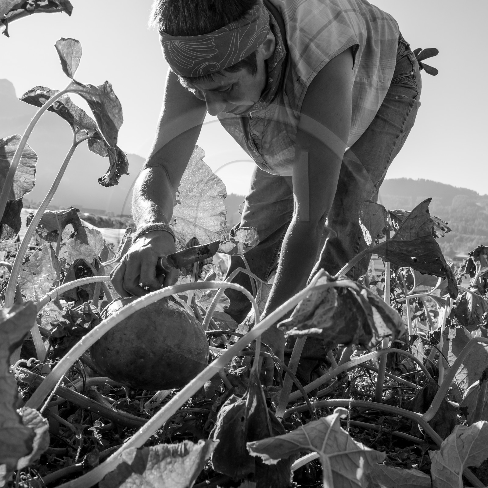 La récolte des courges