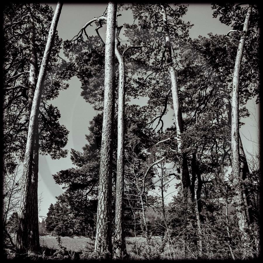 Promenade en forêt Promenade en forêt