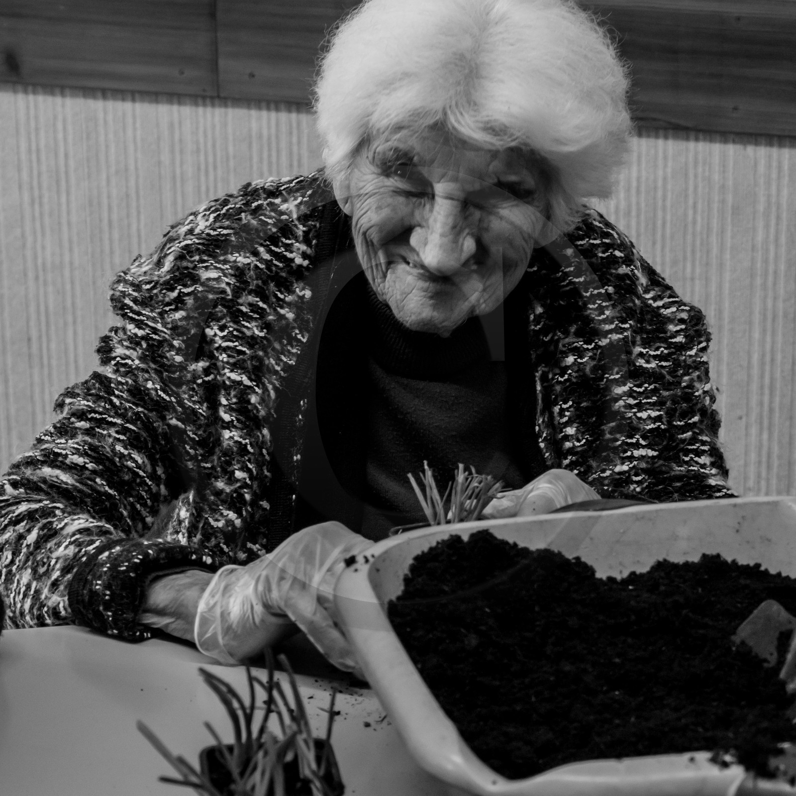 Atelier repiquage de plants de ciboulettes - 05 04 2017