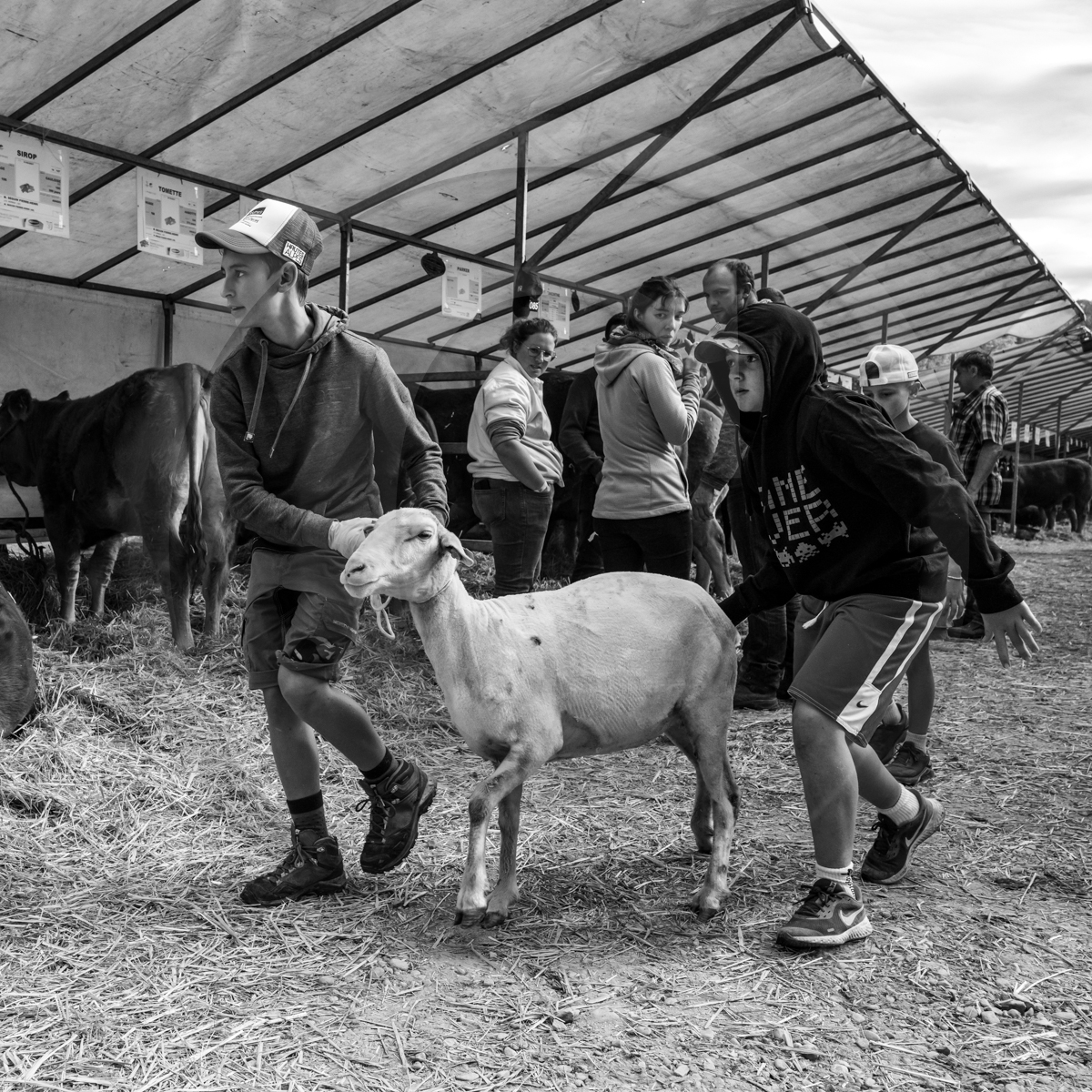 Rencontres paysannes à Saint-Bonnet en Champsaur