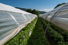 Légumontagne : maraichage biologique à Ancelle