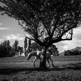 Chevaux de trait