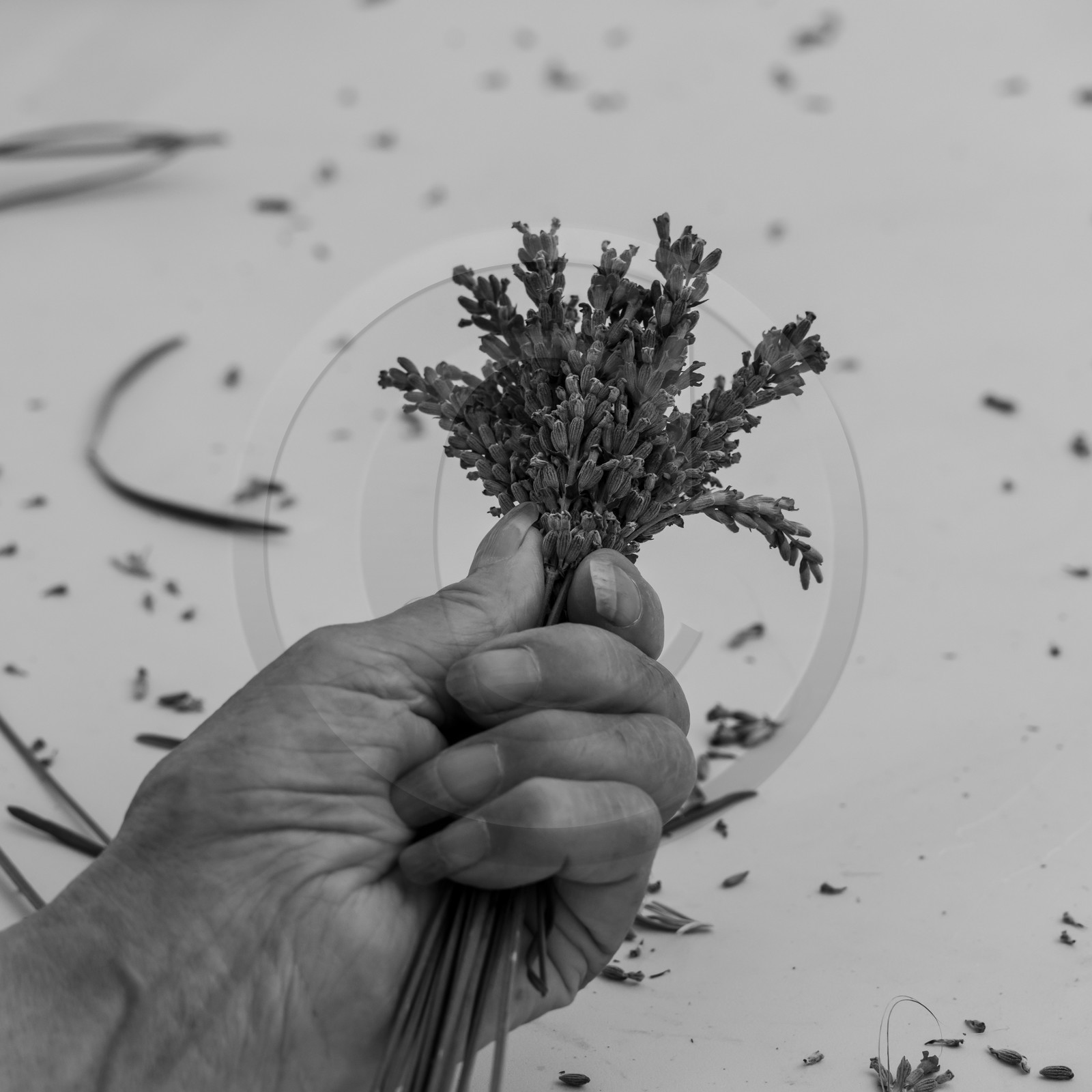 Atelier Fuseaux de lavande