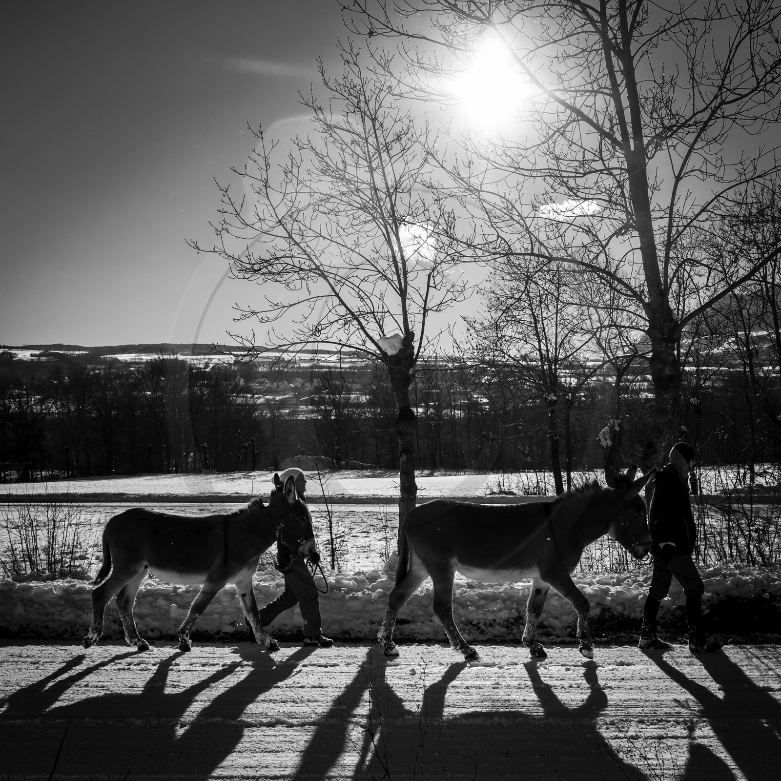 Les ânes dans la neige
