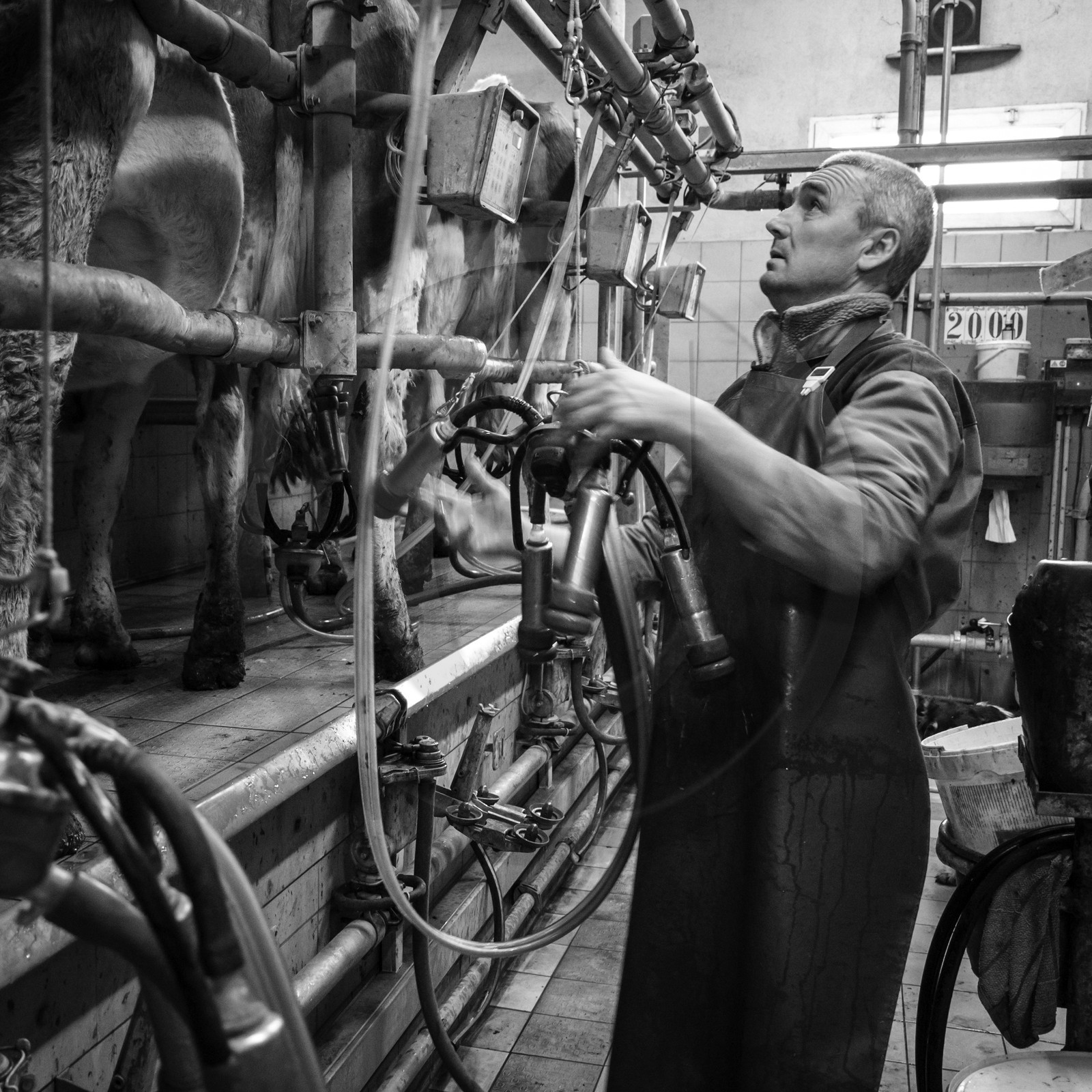 La traite des vaches