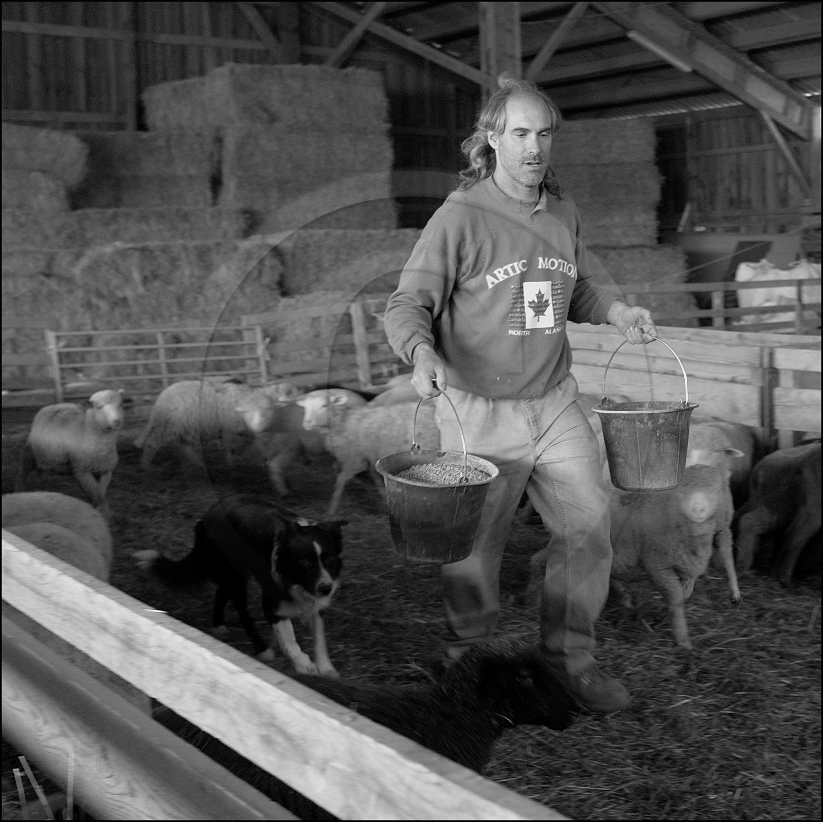 Elevage brebis à viande