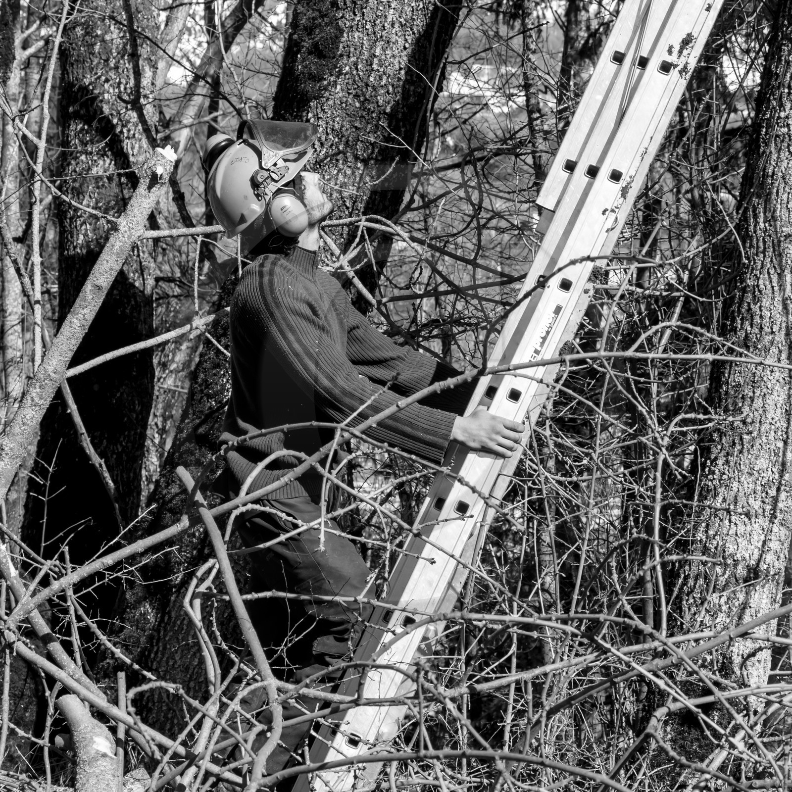 Elagage - 08 03 2017