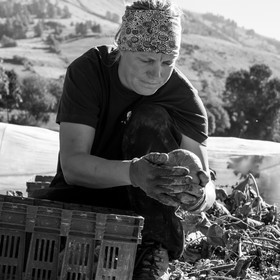 La récolte des courges