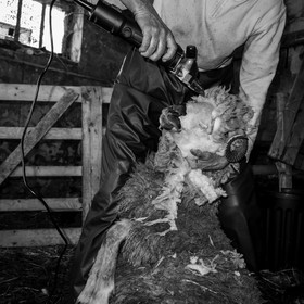 La tonte des moutons