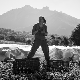 La récolte des courges