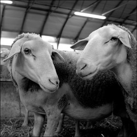 Elevage brebis laitières