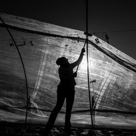 Montage de serres tunnel