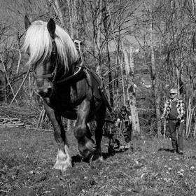 Labour avec un cheval - 17 04 17