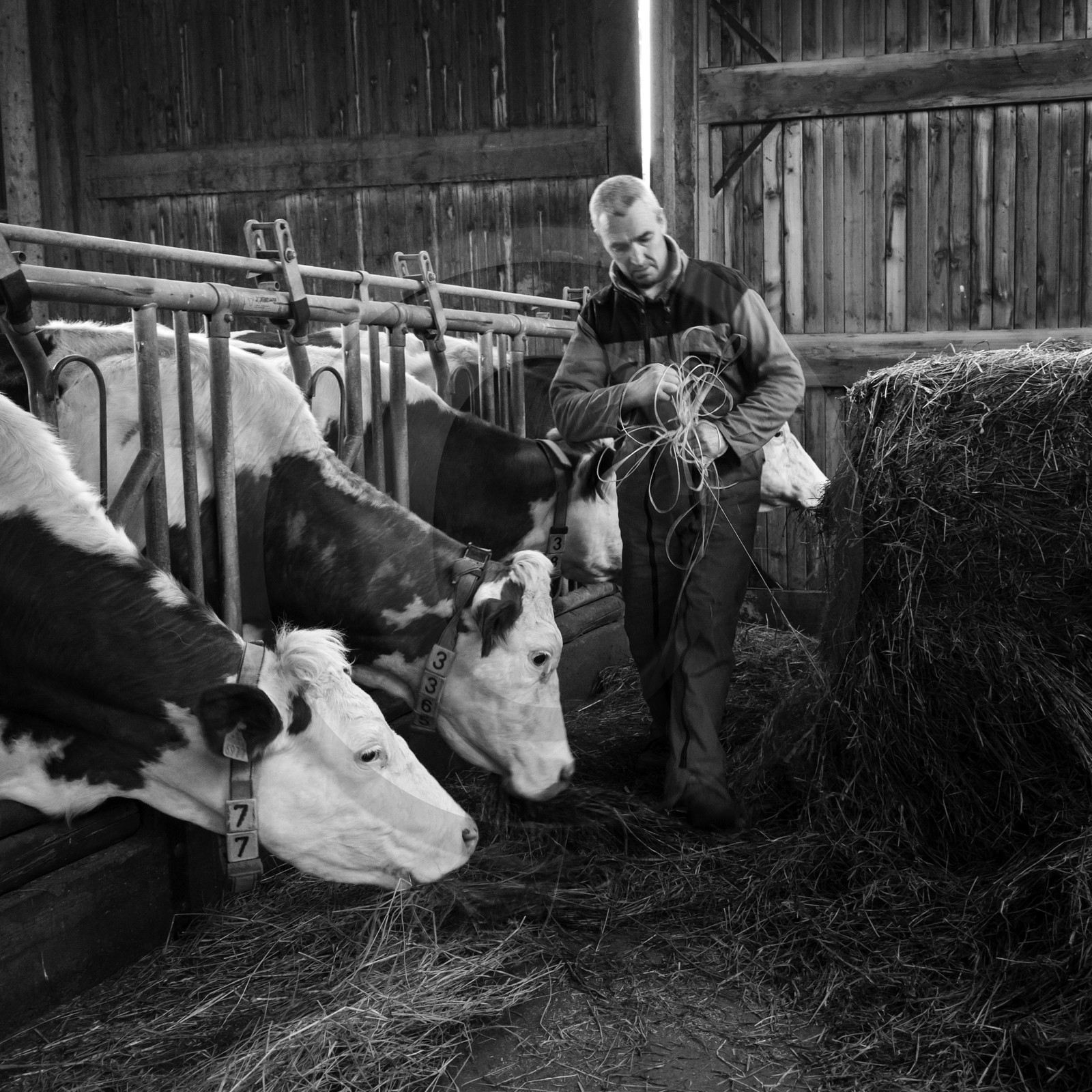 Les soins aux vaches