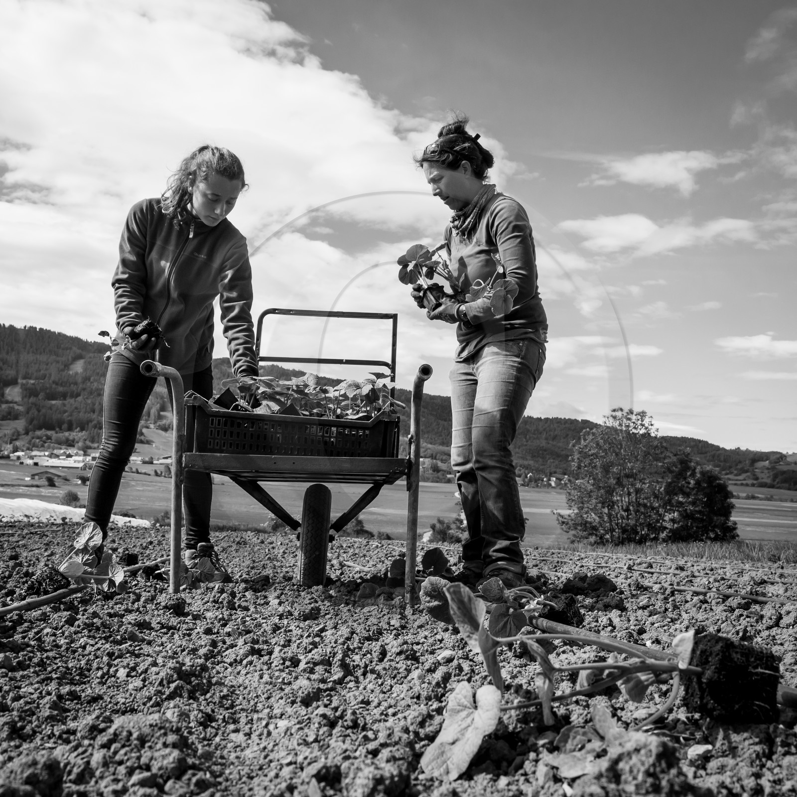 La plantation des courges La plantation des courges