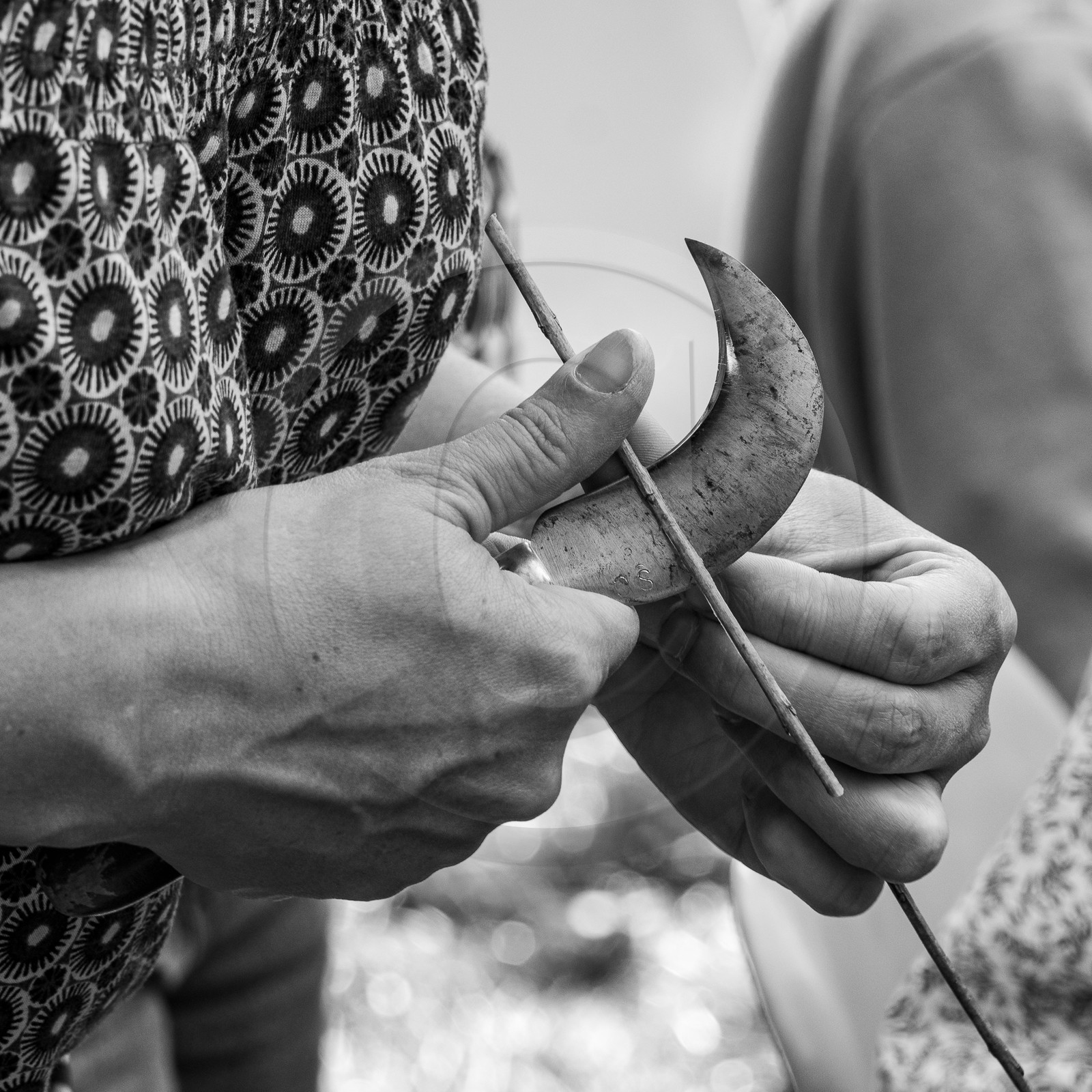 13 septembre 2023 : Osier et HydrOlique 13 septembre 2023 : Osier et HydrOlique