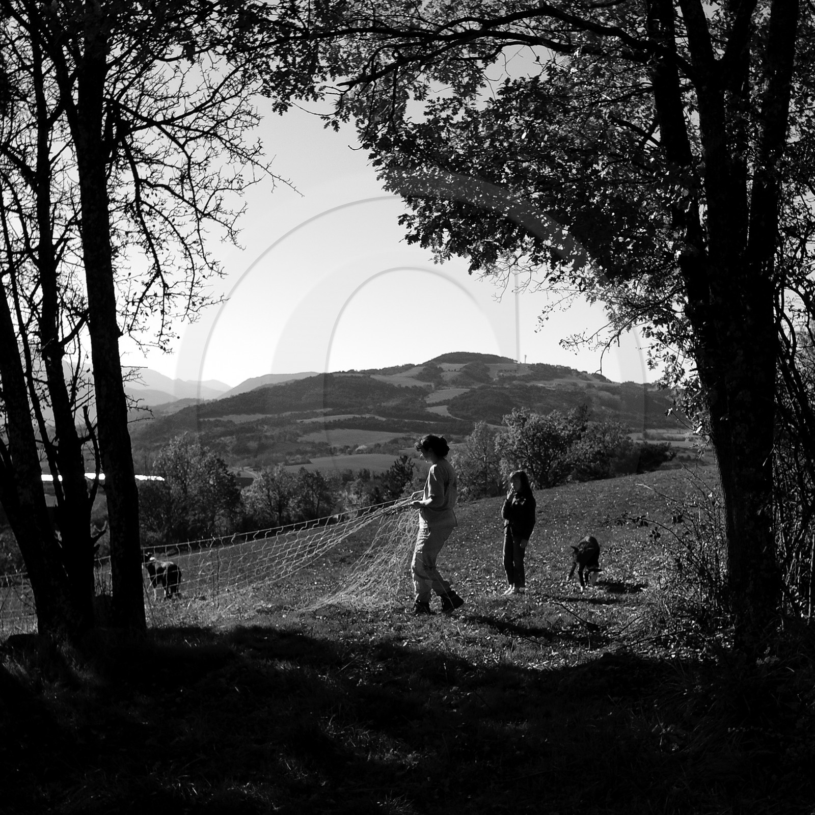 Des moutons et des parcs