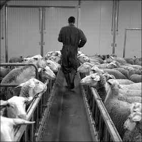 Elevage brebis laitières