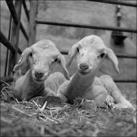 Elevage brebis laitières