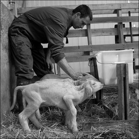 Elevage brebis laitières