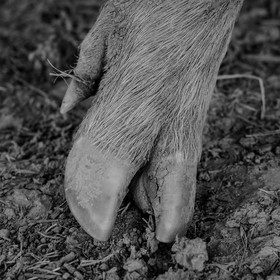 Elevage biologique de cochons en plein air