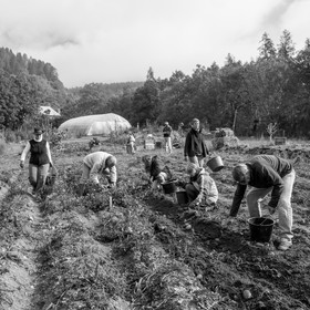 La récolte des pommes de terre avec un cheval