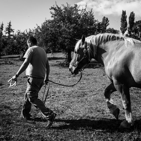 Chevaux de trait