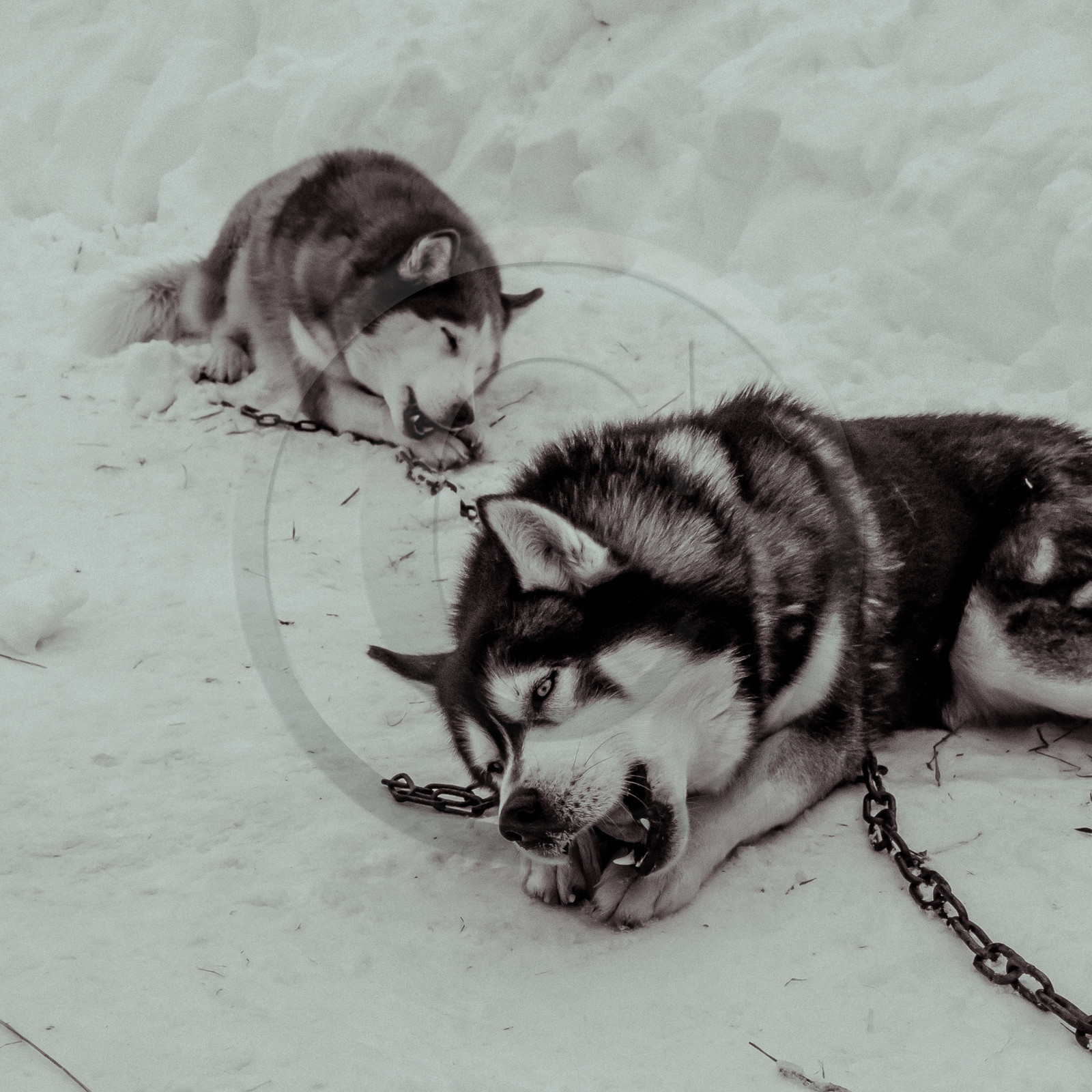 La Valgaude Traineau 2015