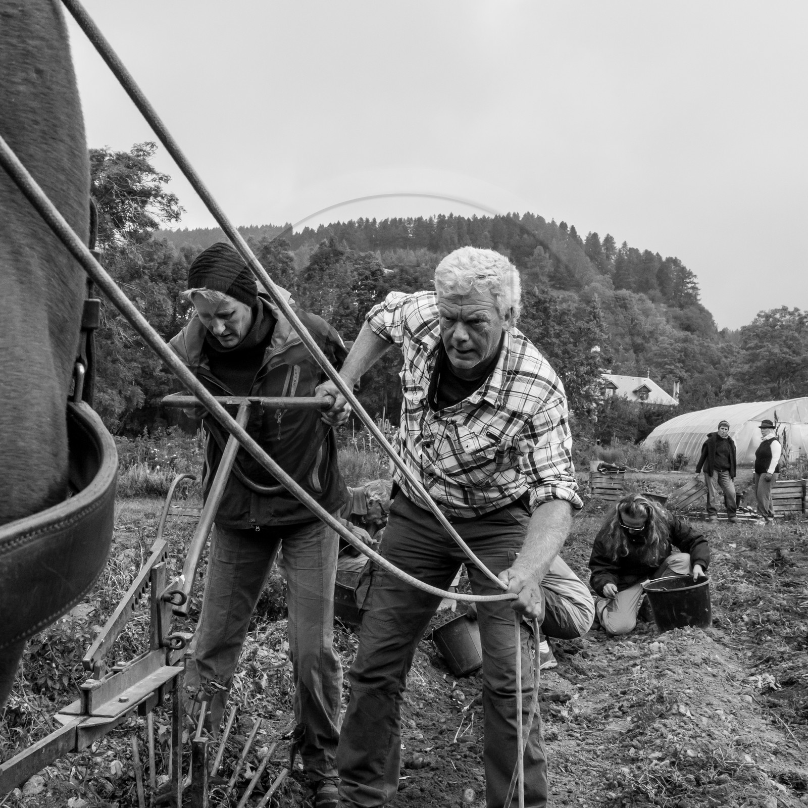 La récolte des pommes de terre avec un cheval