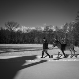 Les ânes dans la neige
