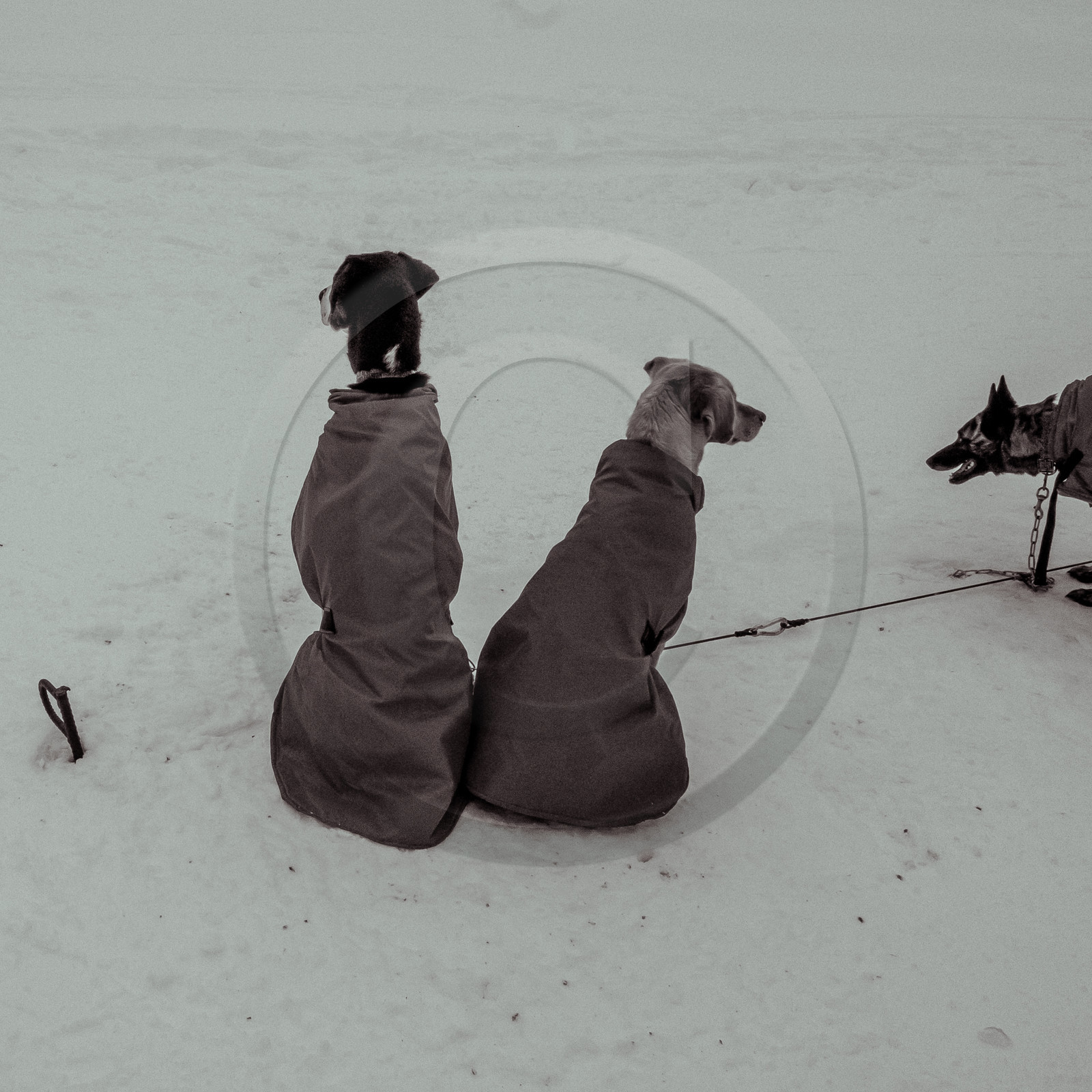 La Valgaude Traineau 2015