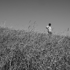 Les moissons dans le Champsaur