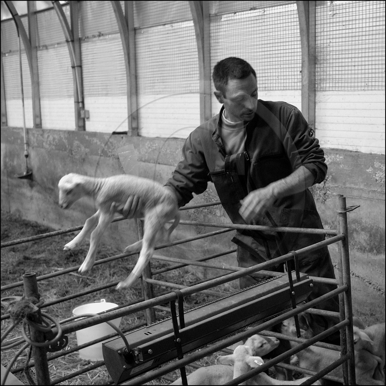 Elevage brebis laitières