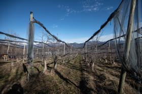 Croqueurs de pommes des Alpes Latines