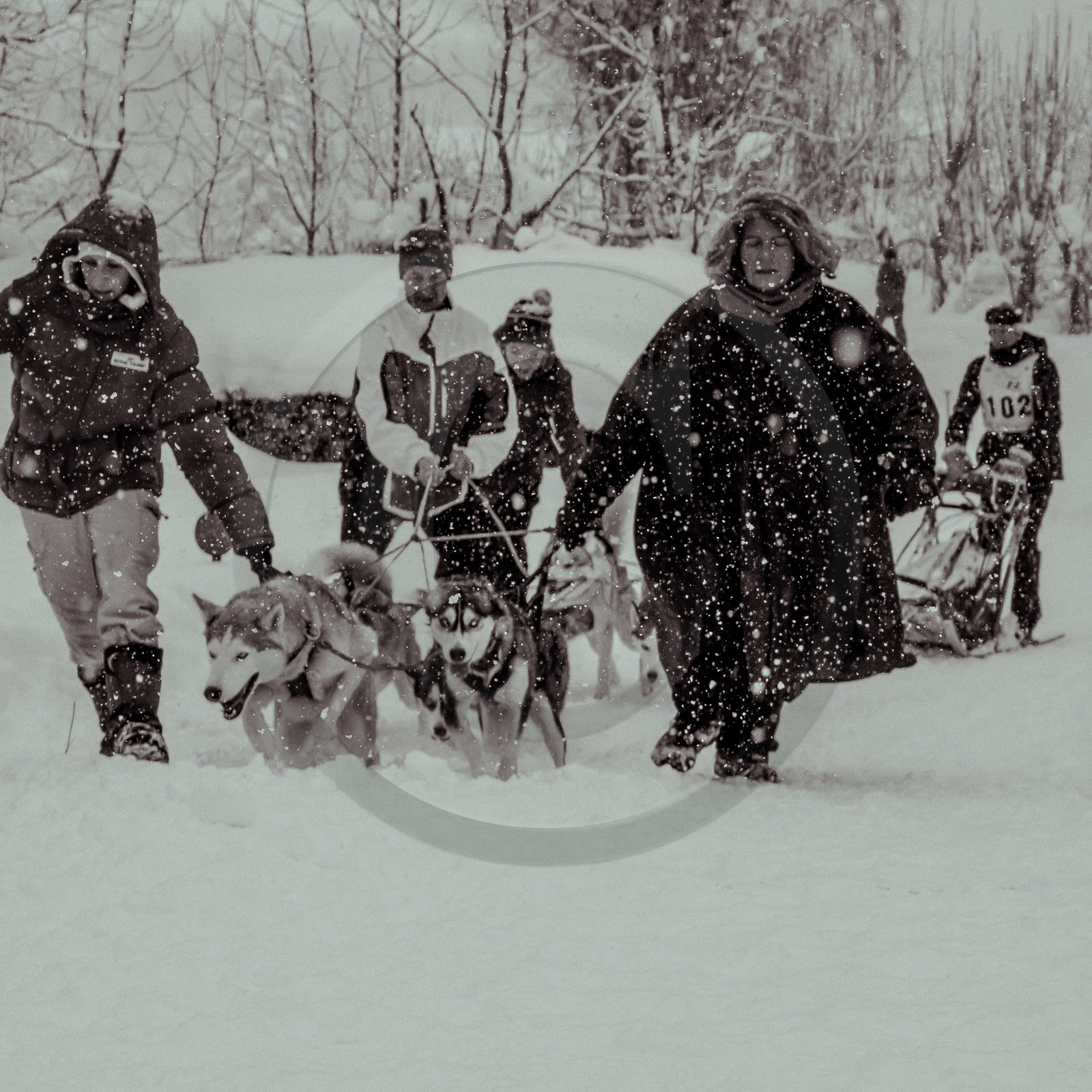 La Valgaude Traineau 2015 La Valgaude Traineau 2015