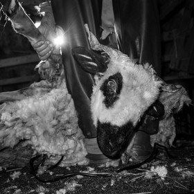 La tonte des moutons