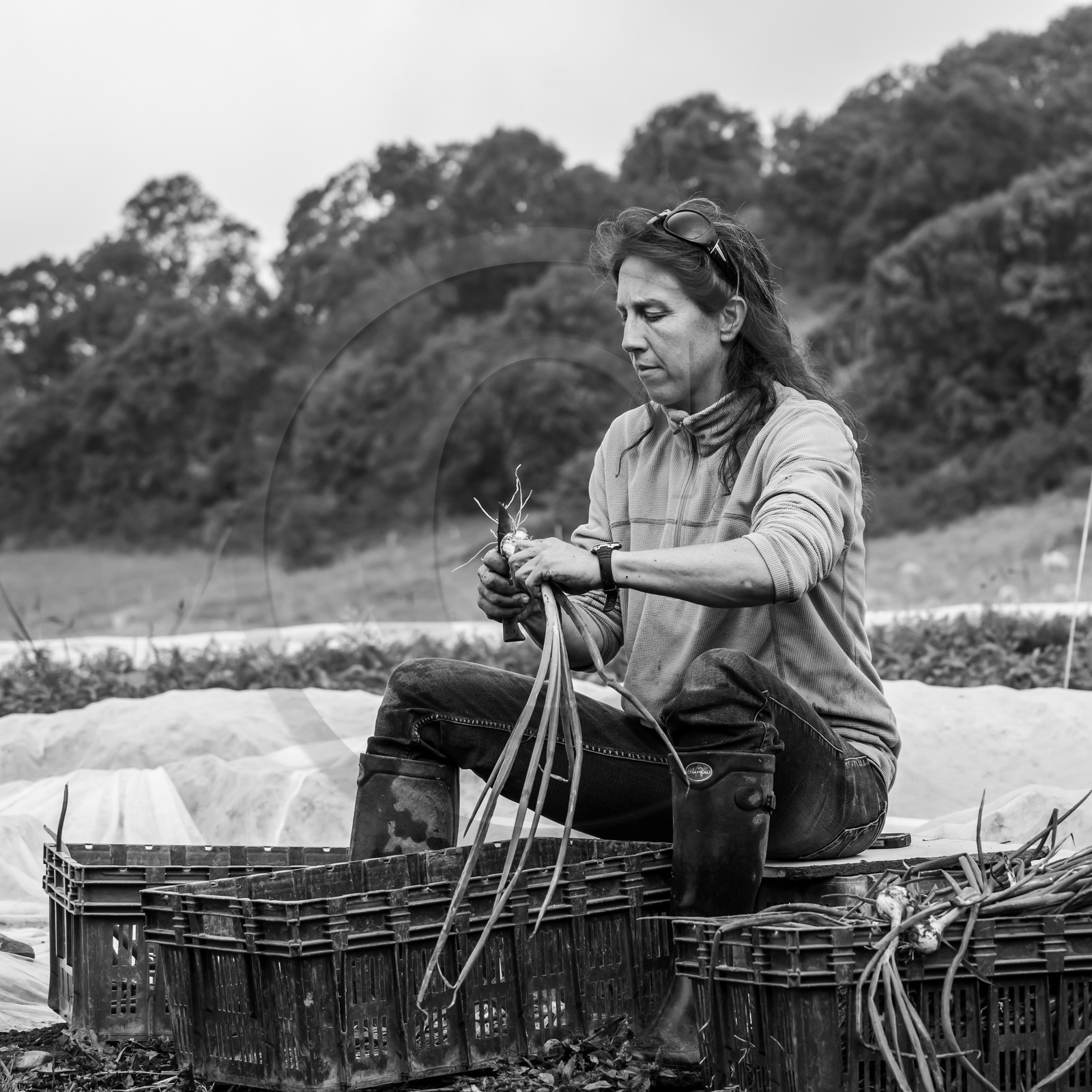 Maraichage biologique dans le Champsaur Maraichage biologique dans le Champsaur