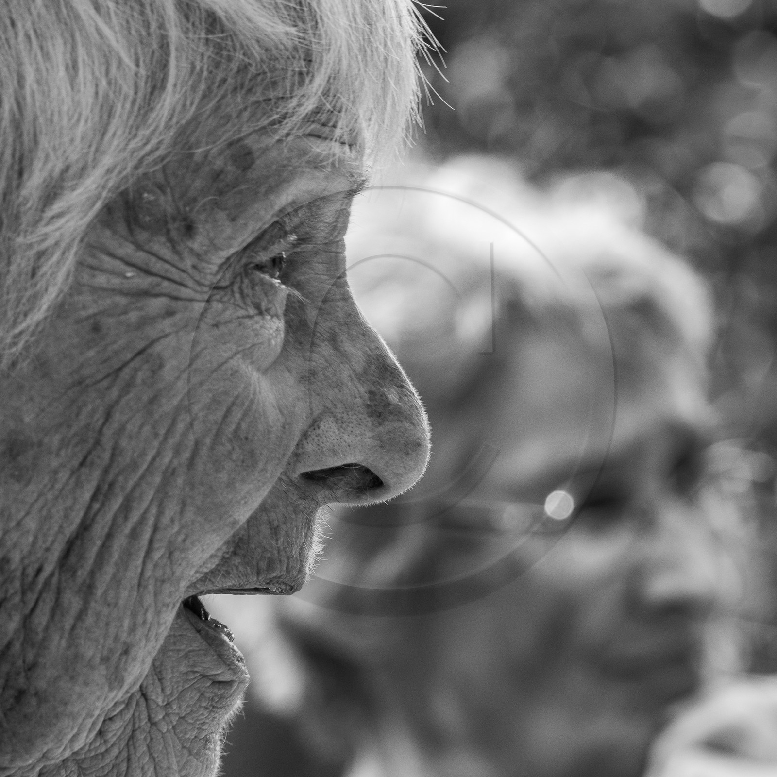 13 septembre 2023 : Osier et HydrOlique