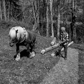 Débardage avec un cheval - 17 04 17