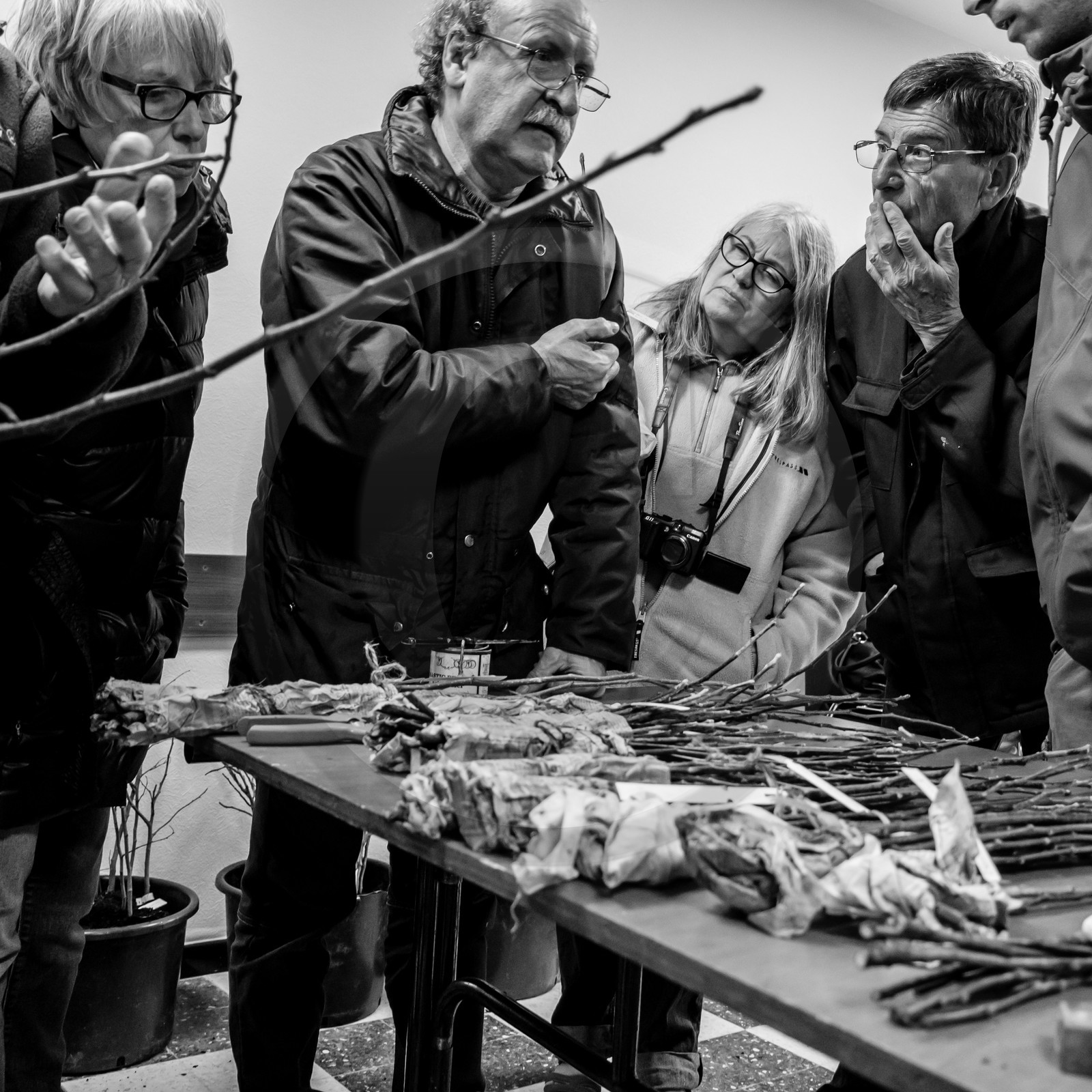 Greffe d'arbres Greffe d'arbres