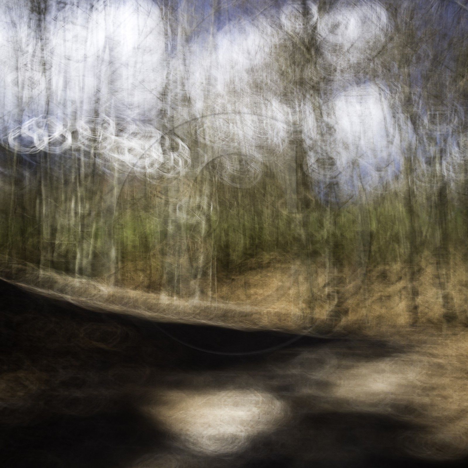 Le Pays des Arbres Flous