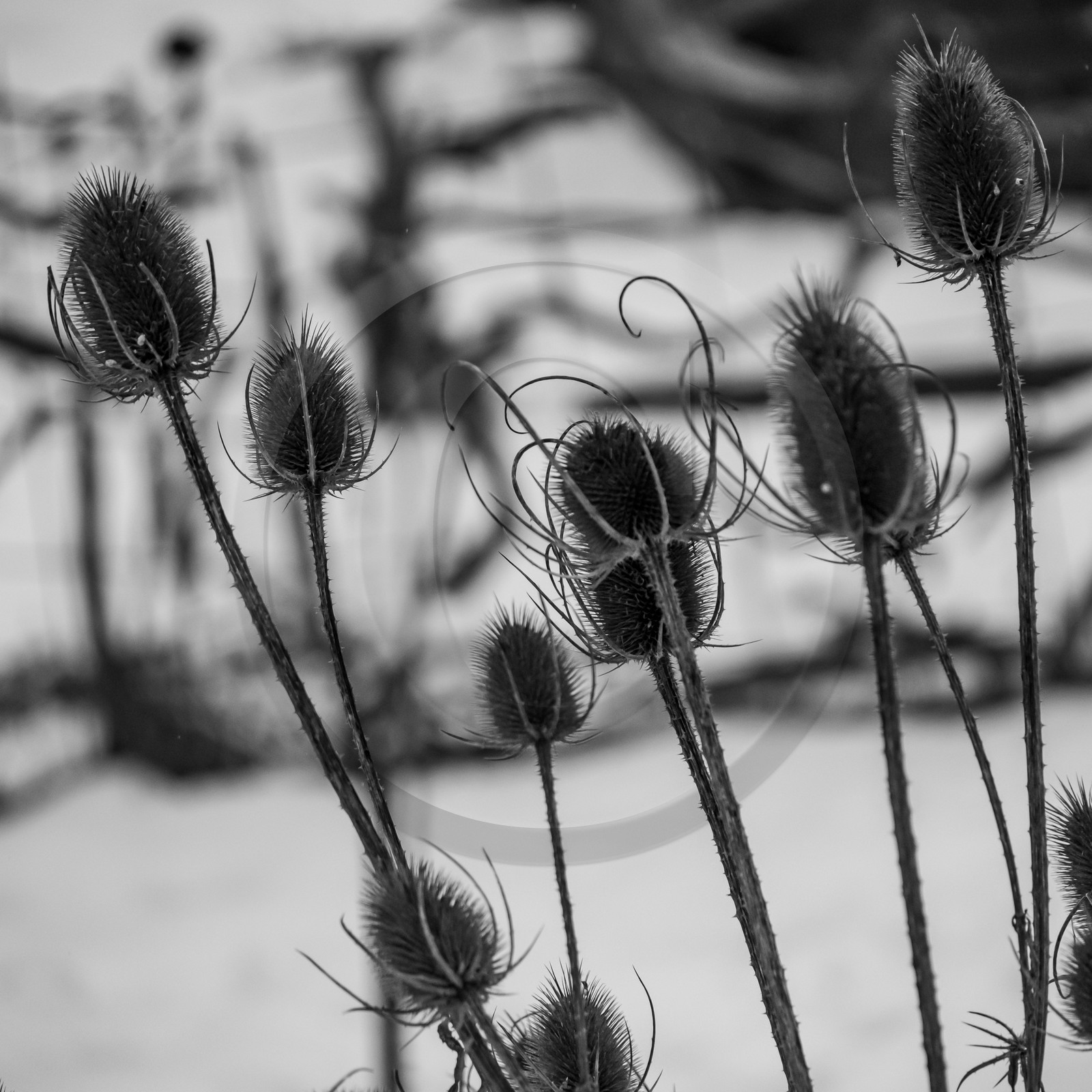 21 janvier 2021 : l'Ouort sous la neige
