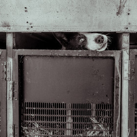 La Valgaude Traineau 2015