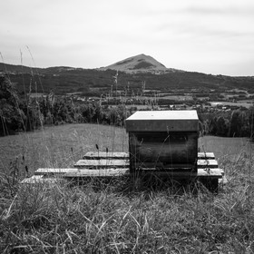La récolte du miel